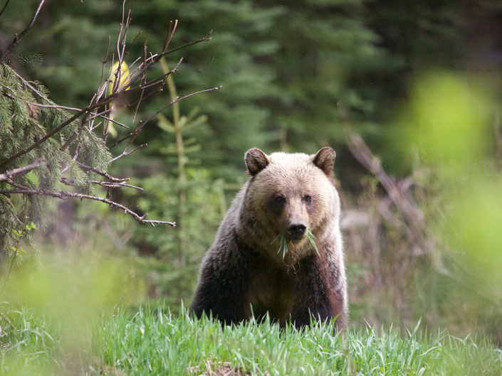 Wildlife