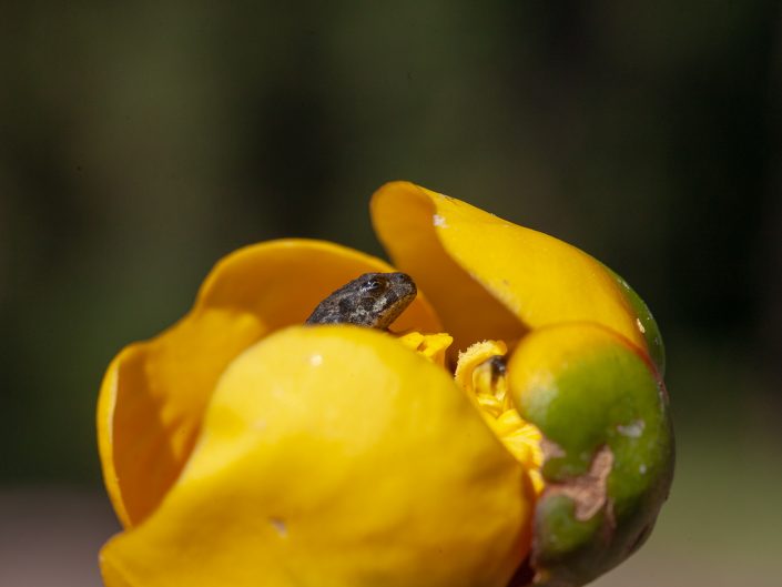 Photos proxy et macro